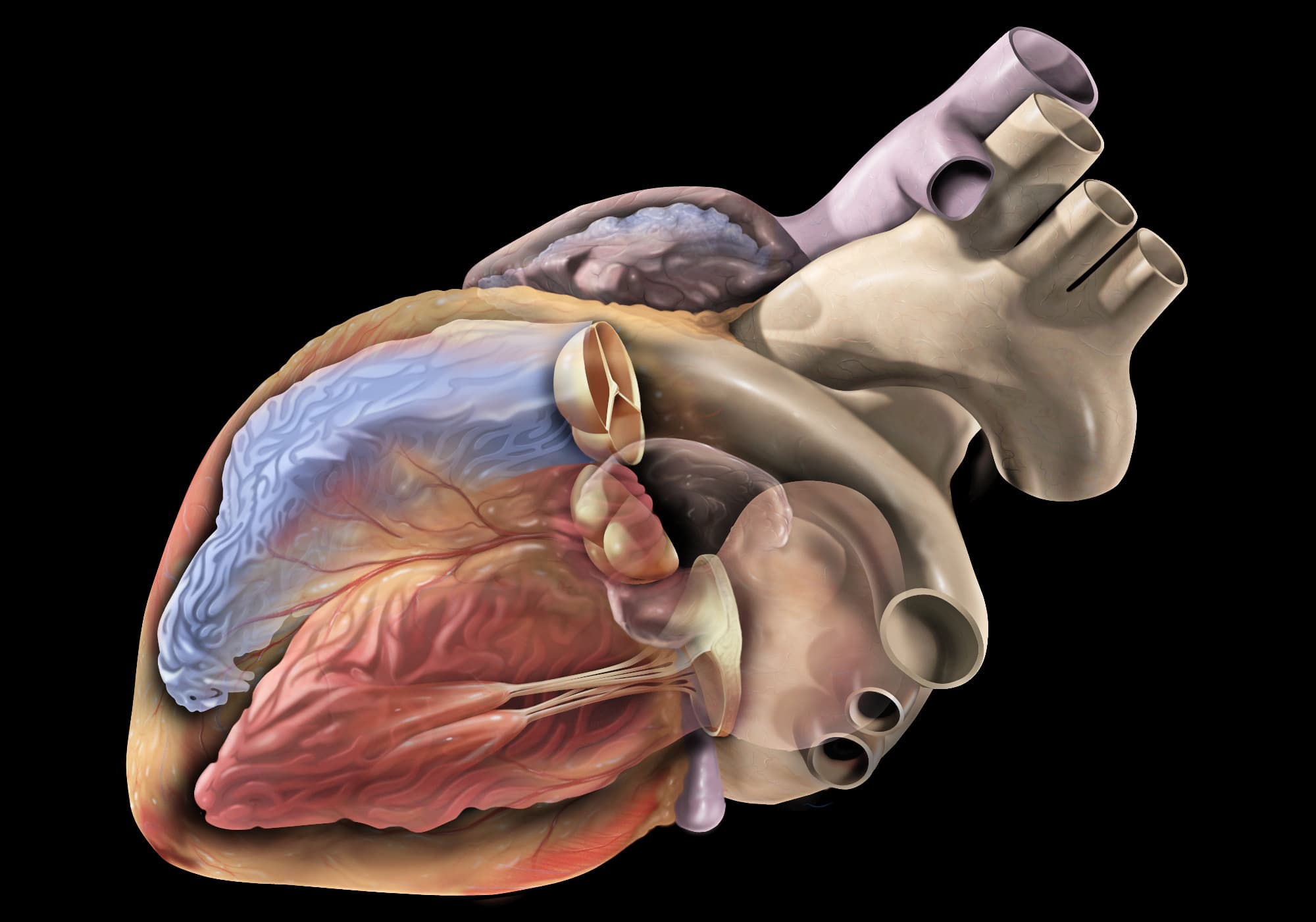 Anatomy oblique2