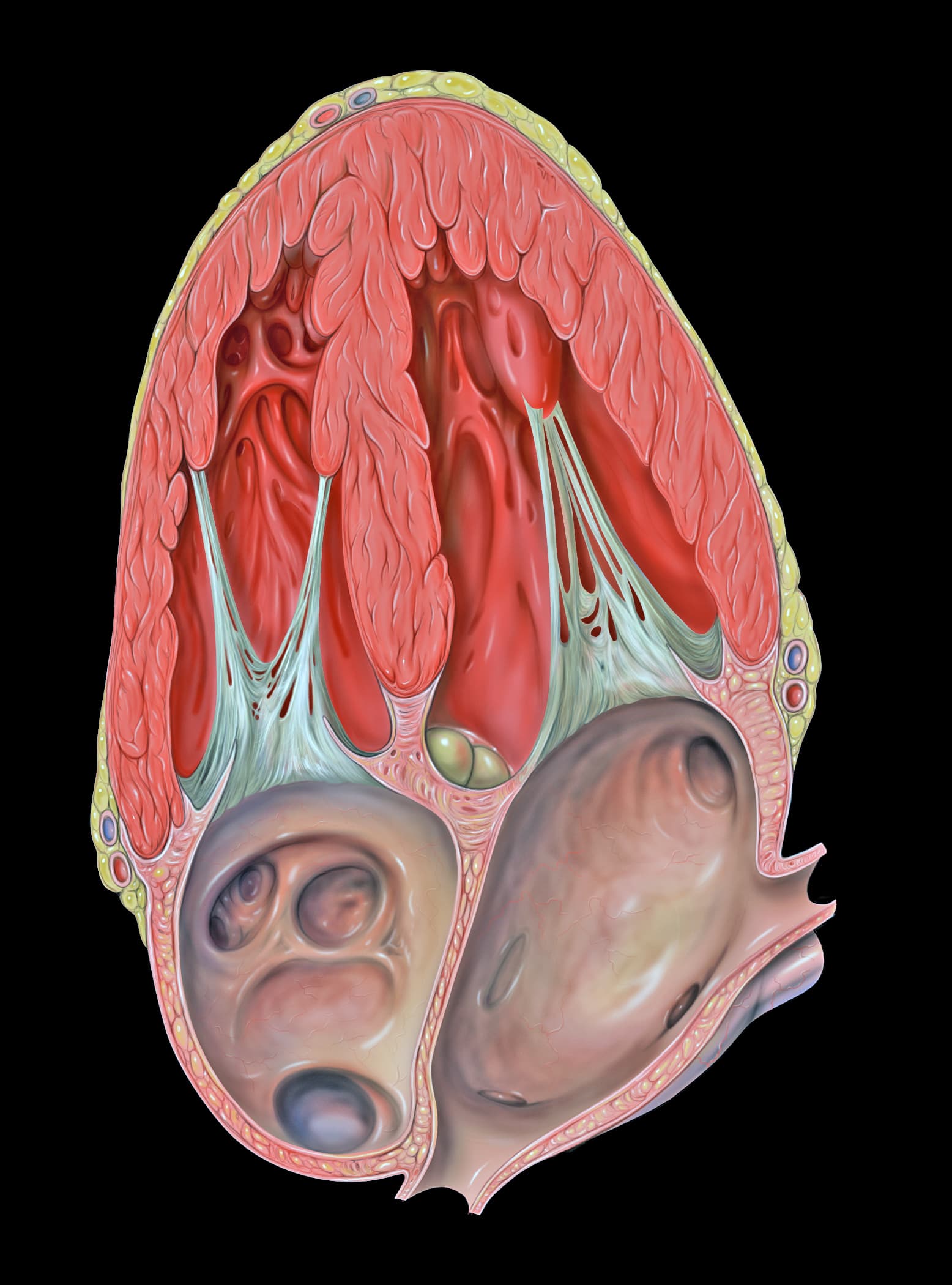 Apical 4c anatomy