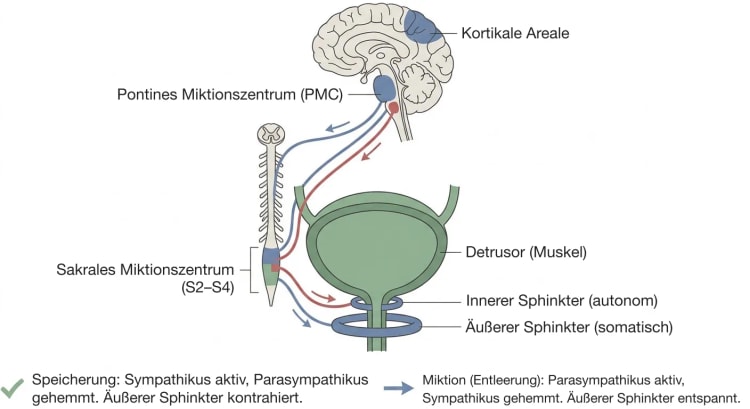 Schematische Übersicht der Nervenbahnen zur Harnblase mit kortikalen Arealen und pontinem Miktionszentrum oben, sakralem Miktionszentrum in S2 bis S4 sowie den autonomen und somatischen Bahnen zum Detrusor und zum inneren und äußeren Sphinkter.