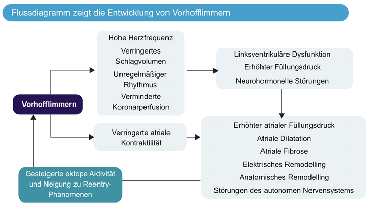 Abbildung 5. Das Flussdiagramm zeigt die Entwicklung von Vorhofflimmern und dieses wiederum eine anhaltende Flimmeraktivität fördert.