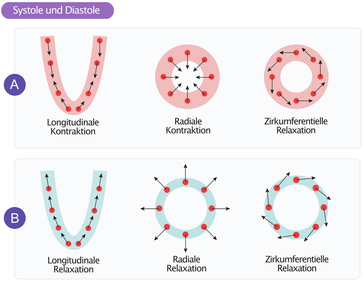 Abbildung 1. Myokardbewegungen während (A) Systole und (B) Diastole.