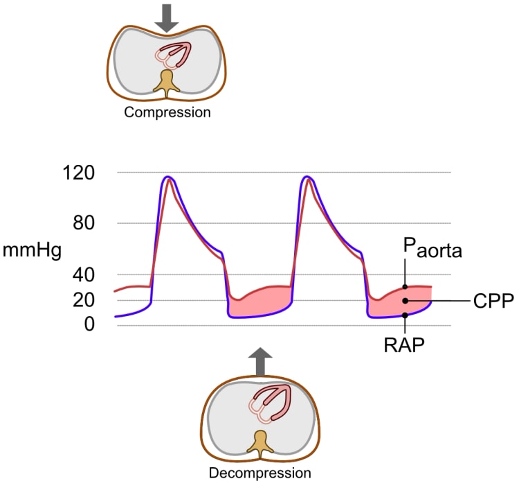 Koronarer Perfusionsdruck (CPP) während der Reanimation.