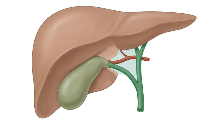 Illustration von Leber und Gallenblase von vorn. Ein grüner Ductus cysticus und eine rote Arteria cystica sind die einzigen Strukturen, die in den Gallenblasenhals eintreten, durch ein freipräpariertes hepatozystisches Dreieck vor einem helleren, freigelegten Leberbett.