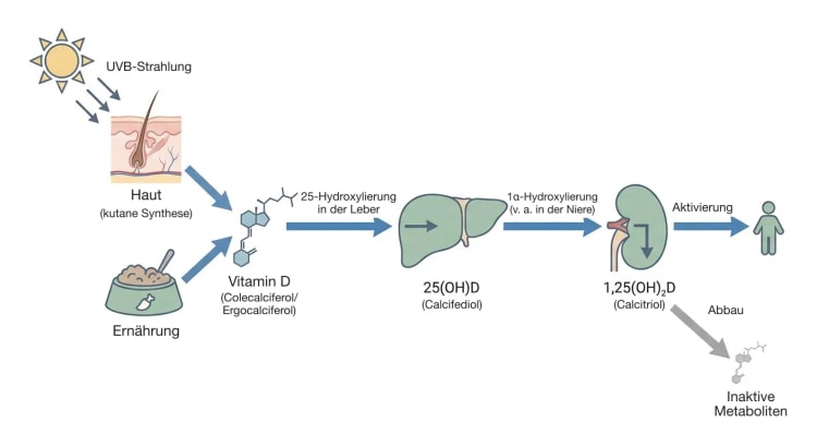 Flussdiagramm, in dem UVB-Strahlung auf die Haut und die Nahrung zu Vitamin D führen, das in der Leber zu 25(OH)D und vorwiegend in der Niere zum aktiven Metaboliten 1,25(OH)2D wird, mit einem Seitenpfeil zu inaktiven Metaboliten.