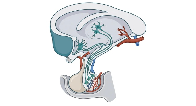 Sagittalschnitt durch Hypothalamus und Hypophyse, in dem Nervenzellen des Hypothalamus ihre Axone durch den Hypophysenstiel zur Neurohypophyse senden, deren Nervenendigungen Kapillaren anliegen. Die Adenohypophyse liegt vor der Neurohypophyse und enthält keine Nervenendigungen.