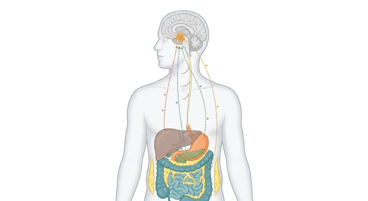 Durchsichtiger menschlicher Körper mit Gehirn, Nervus vagus, Leber, Magen, Pankreas, Darm und Fettgewebe, wobei gepunktete Signalbahnen von den Bauchorganen und dem Fettgewebe im Hypothalamus zusammenlaufen.