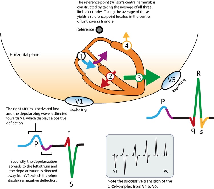 Figure 7. The heart