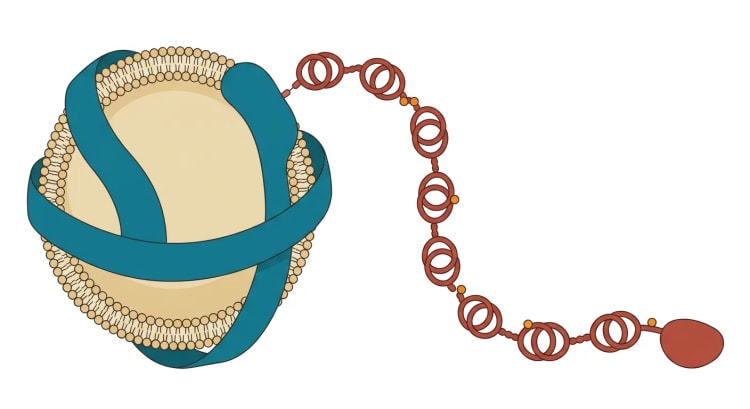 Schematische Darstellung eines Lipoprotein(a)-Partikels: ein LDL-ähnlicher Lipidkern mit Apolipoprotein B-100, an das Apolipoprotein(a) mit einer Kette von Kringle-Domänen gebunden ist; das Partikel trägt oxidierte Phospholipide.