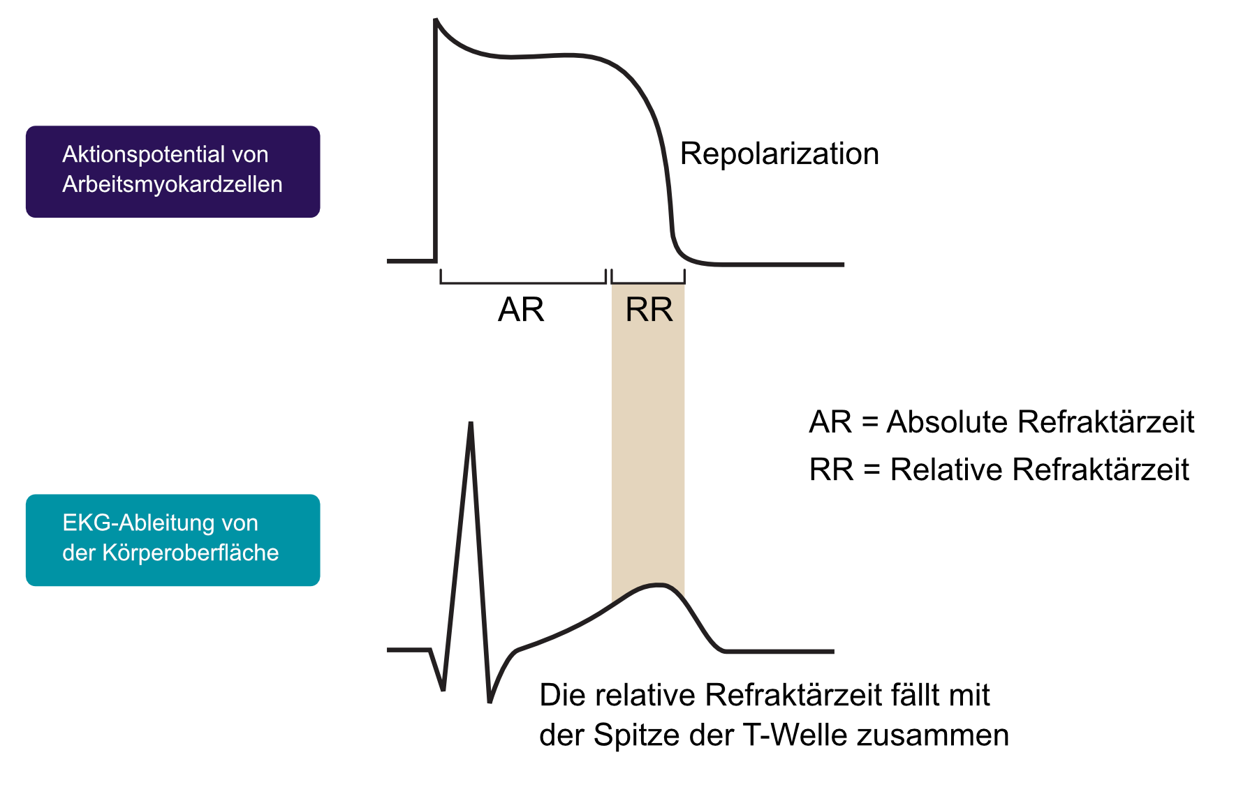 Abbildung 2. Absolute und relative Refraktärzeit während des Aktionspotentials.