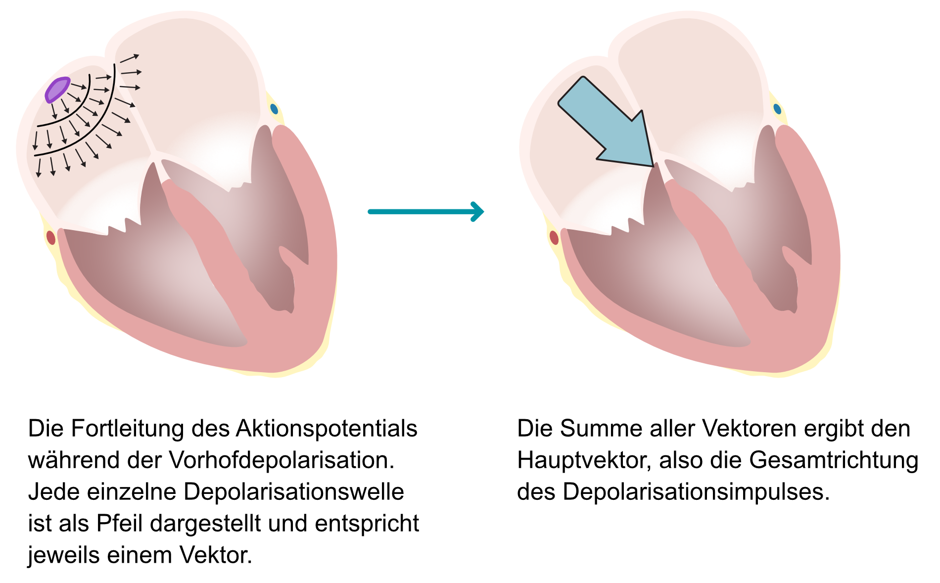 Abbildung 5. Das Prinzip der elektrischen Vektoren.