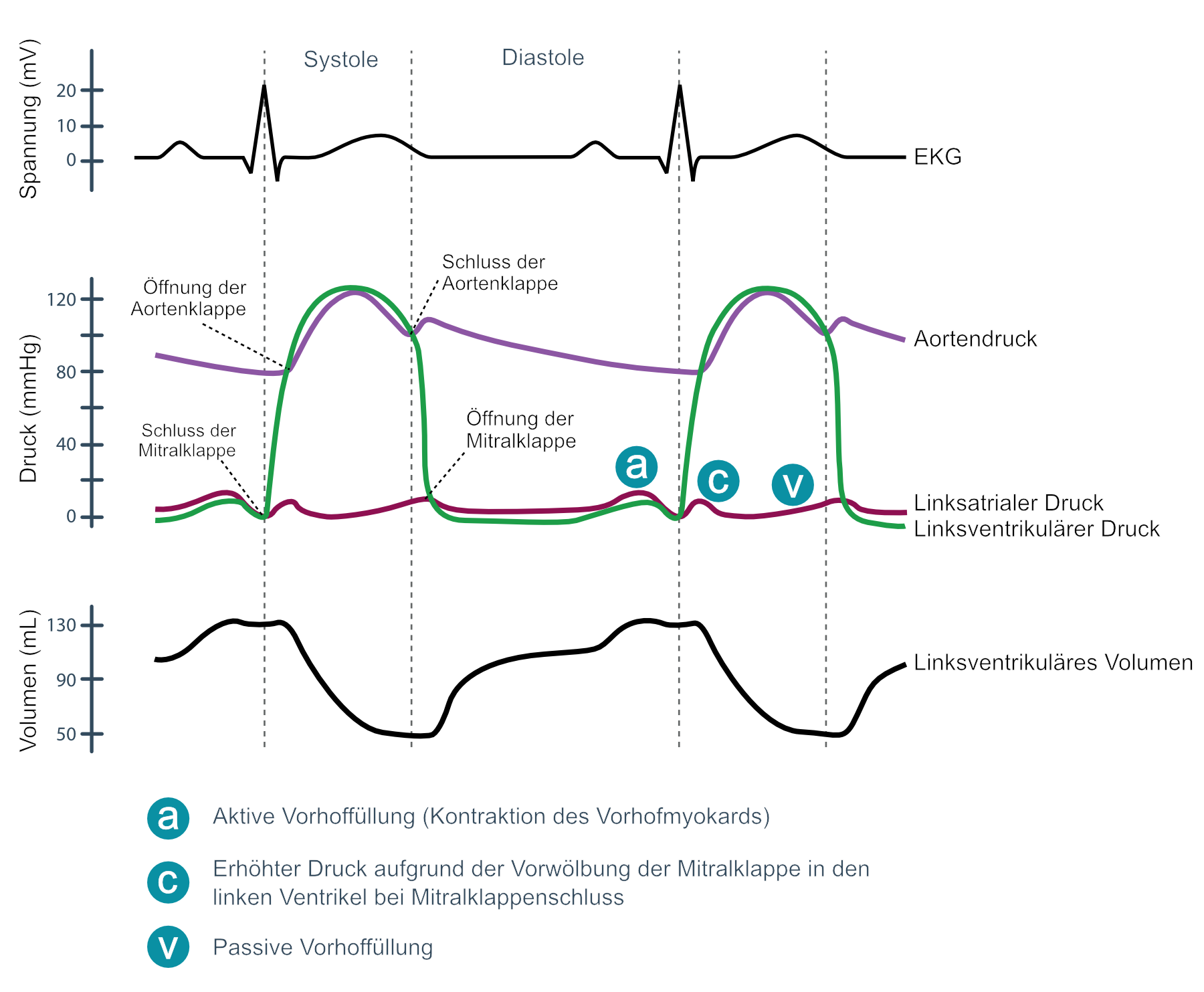 Ein Wiggers-Diagramm ist ein Diagramm, das in der Herzphysiologie verwendet wird, um den Zusammenhang zwischen Aortendruck, Ventrikeldruck, Vorhofdruck, Füllungsvolumen und EKG-Kurve zu veranschaulichen.