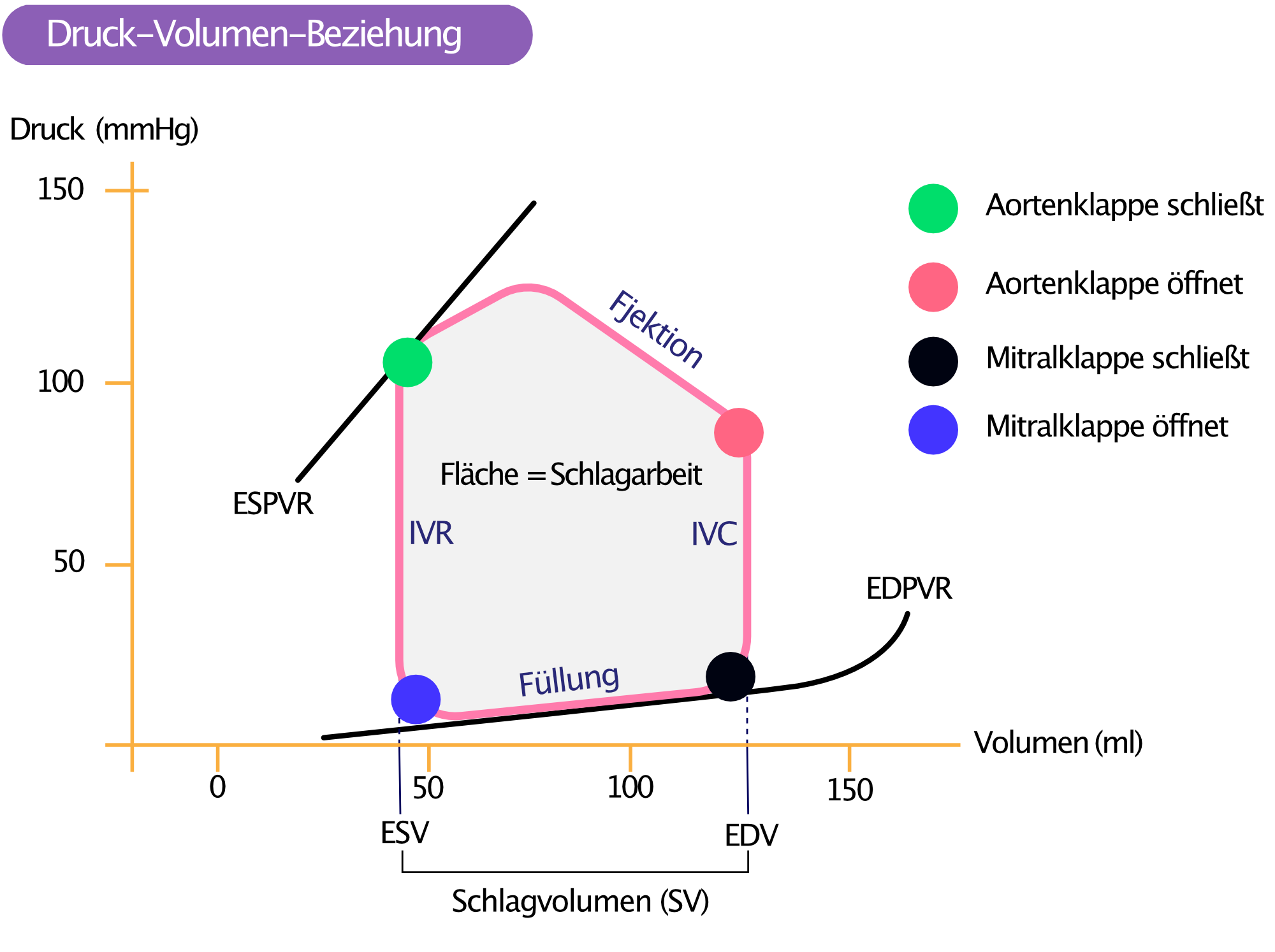 Abbildung 1. Linksventrikuläre Druck-Volumen-Beziehung während eines einzelnen Herzzyklus.