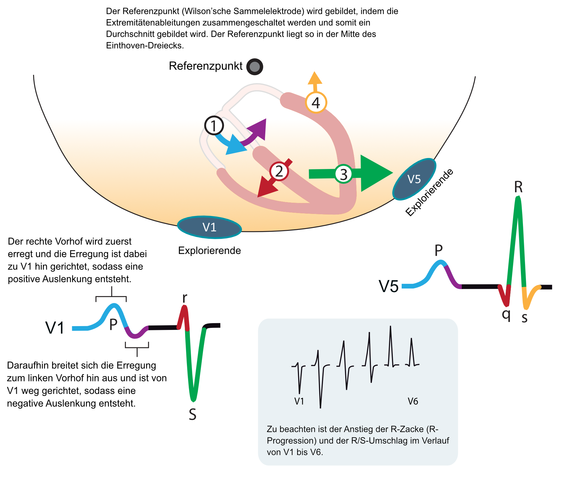 Abbildung 7. Die wichtigsten elektrischen Vektoren des Herzens in der Horizontalebene. V1 und V5 sind explorierende Elektroden. Der Referenzpunkt liegt im Durchschnitt der Extremitätenelektroden (dieser Referenzpunkt wird als Wilson