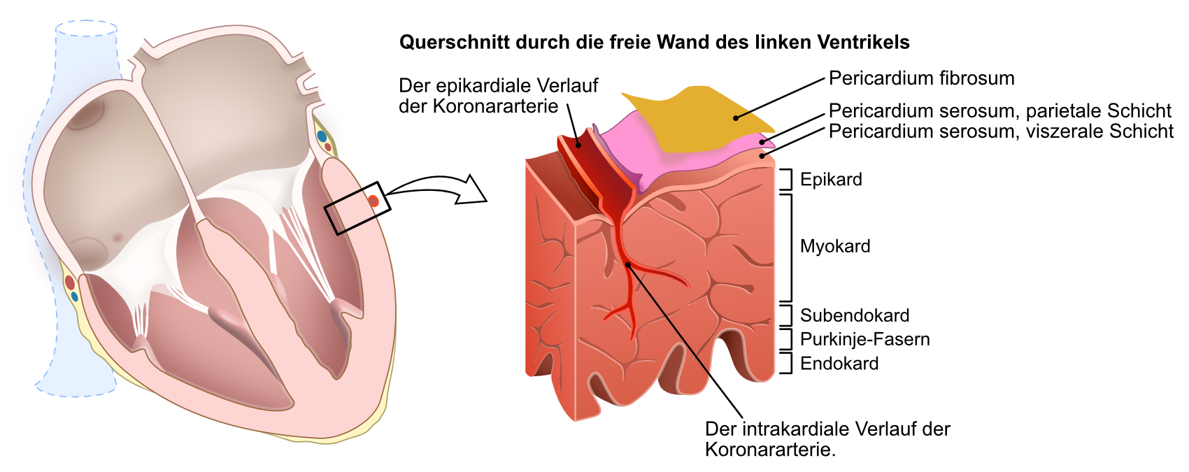 Abbildung 3. Der koronare Blutfluss.