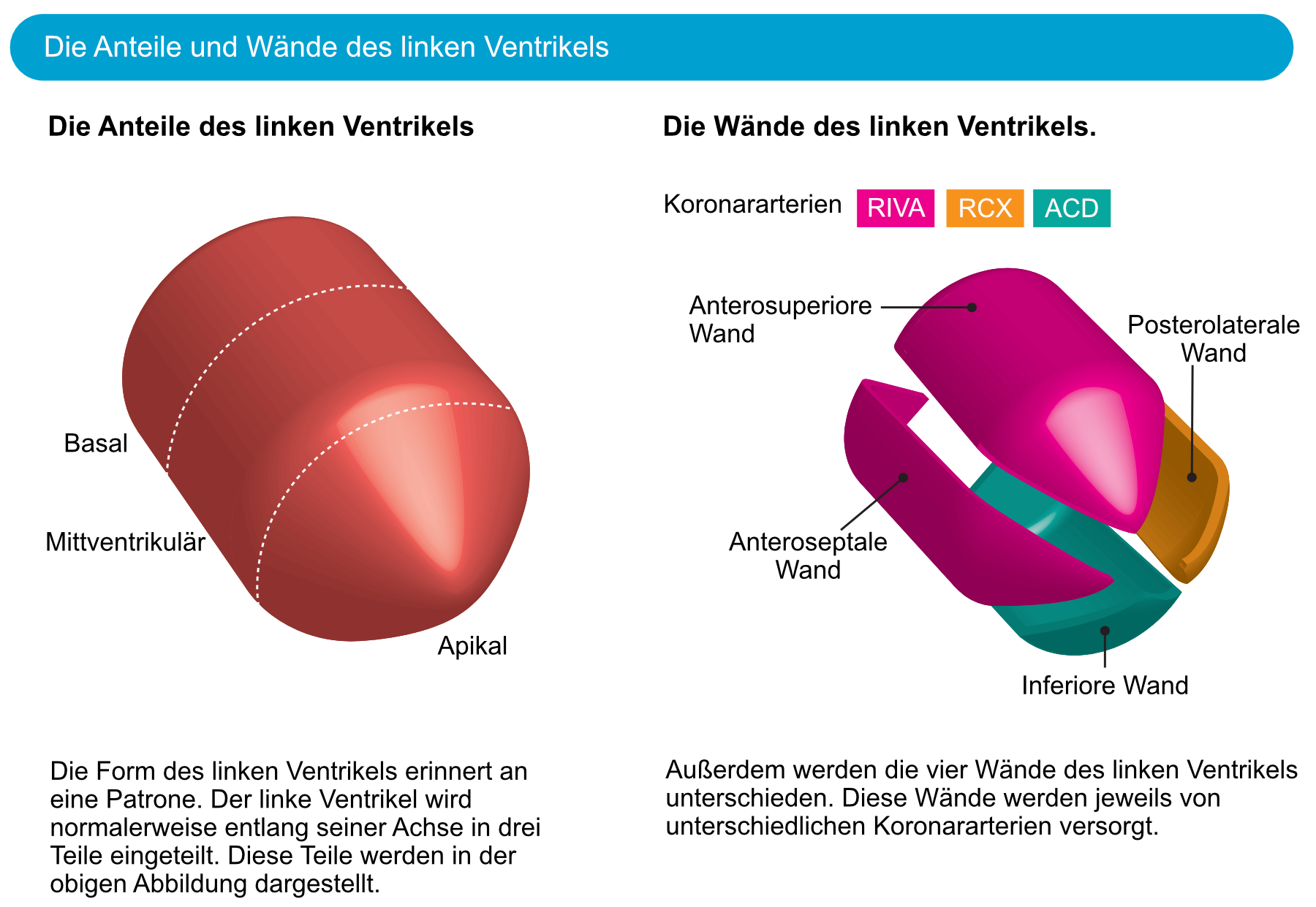 Abbildung 2. Die Anatomie des linken Ventrikels.