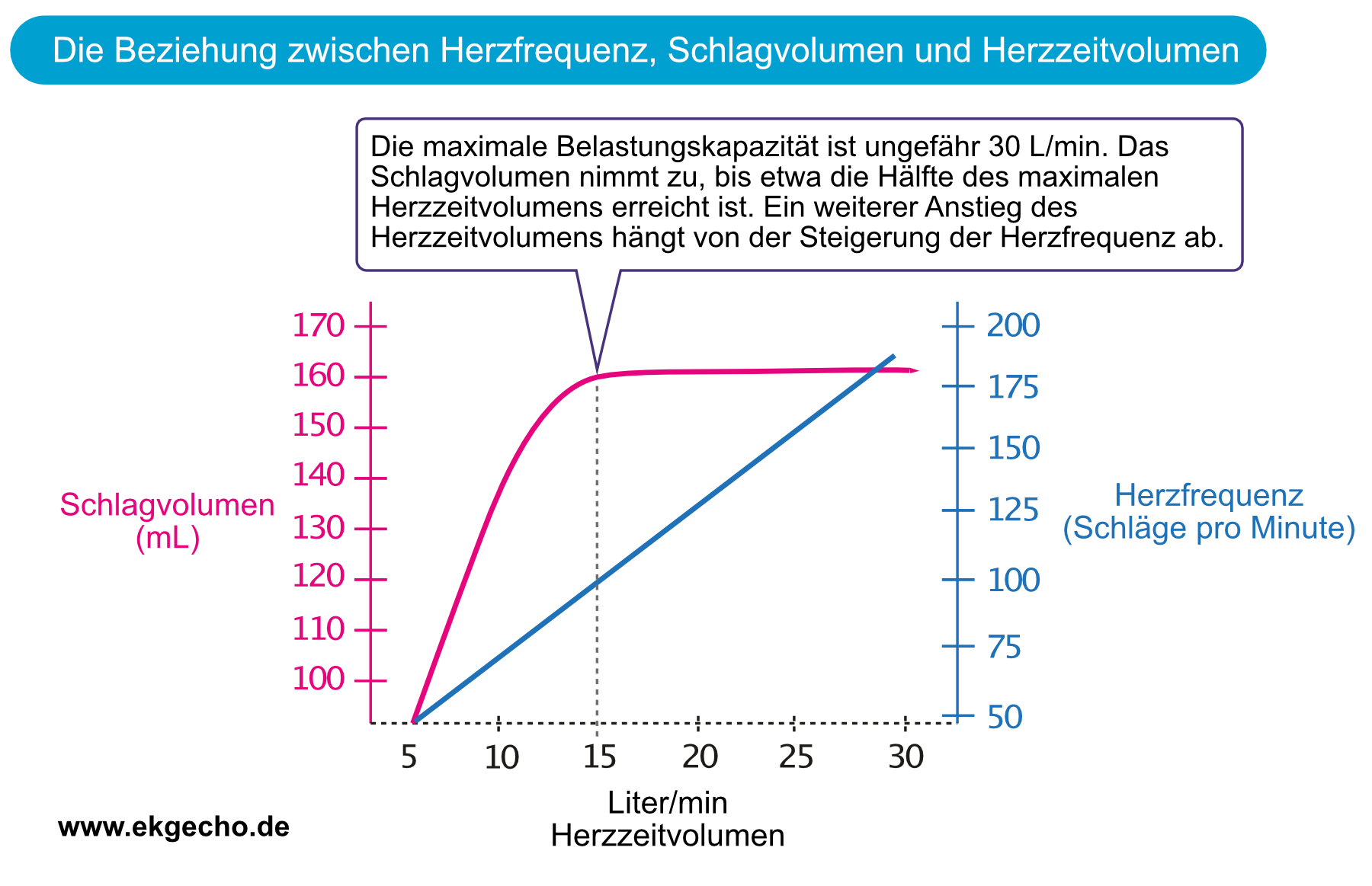Abbildung 1. Die Beziehung zwischen Herzfrequenz, Schlagvolumen und Herzzeitvolumen während körperlicher Anstrengung.