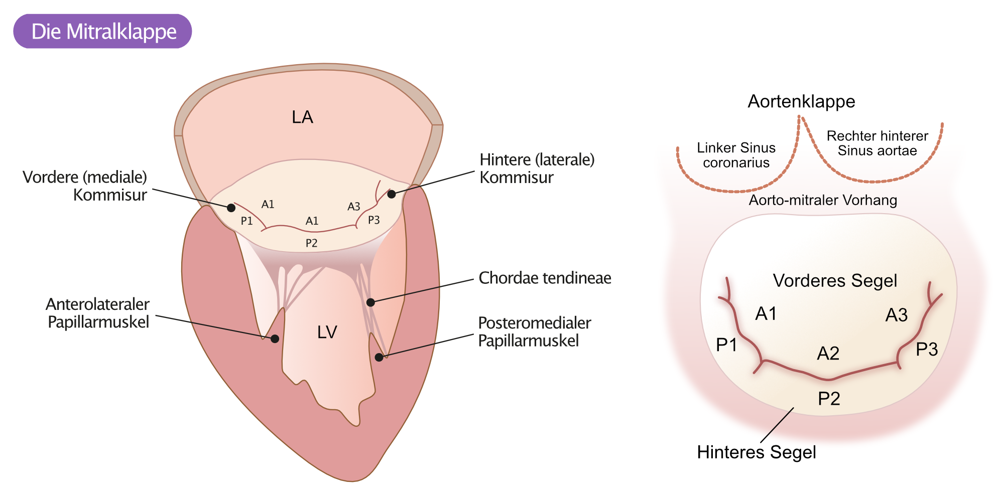 Abbildung 5. Anatomie der Mitralklappe.