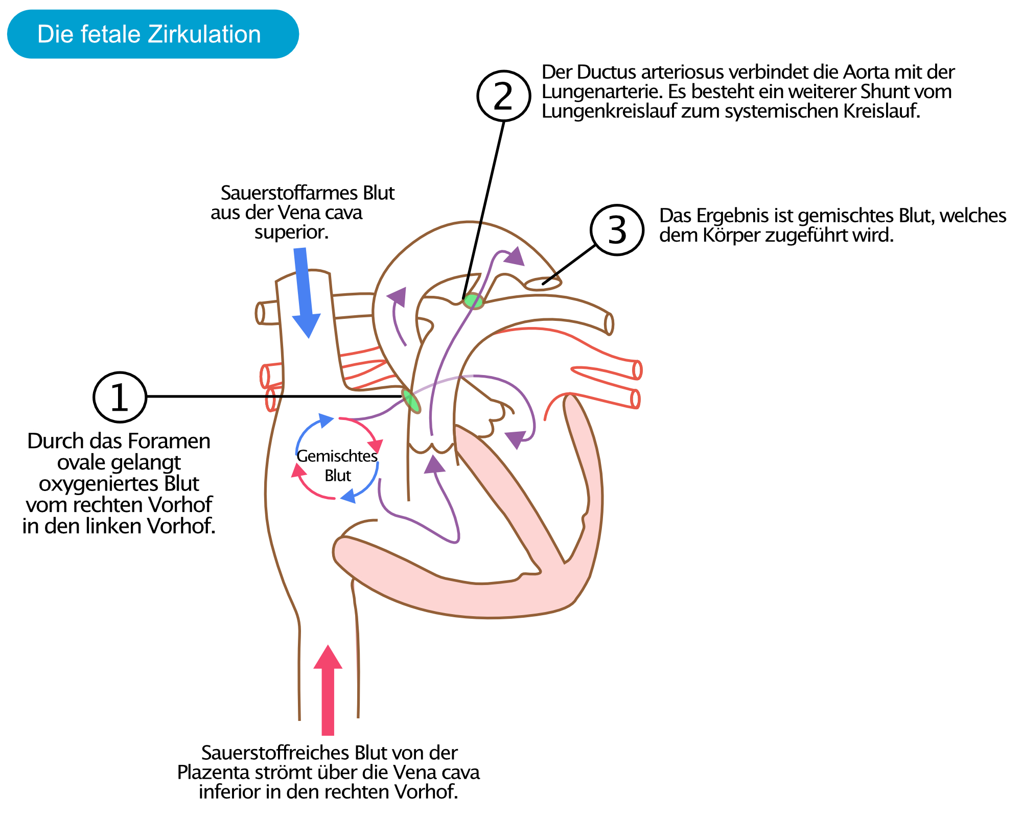 Abbildung 2. Die fetale Zirkulation. Angepasst von Anatomie & Physiologie OpenStax.