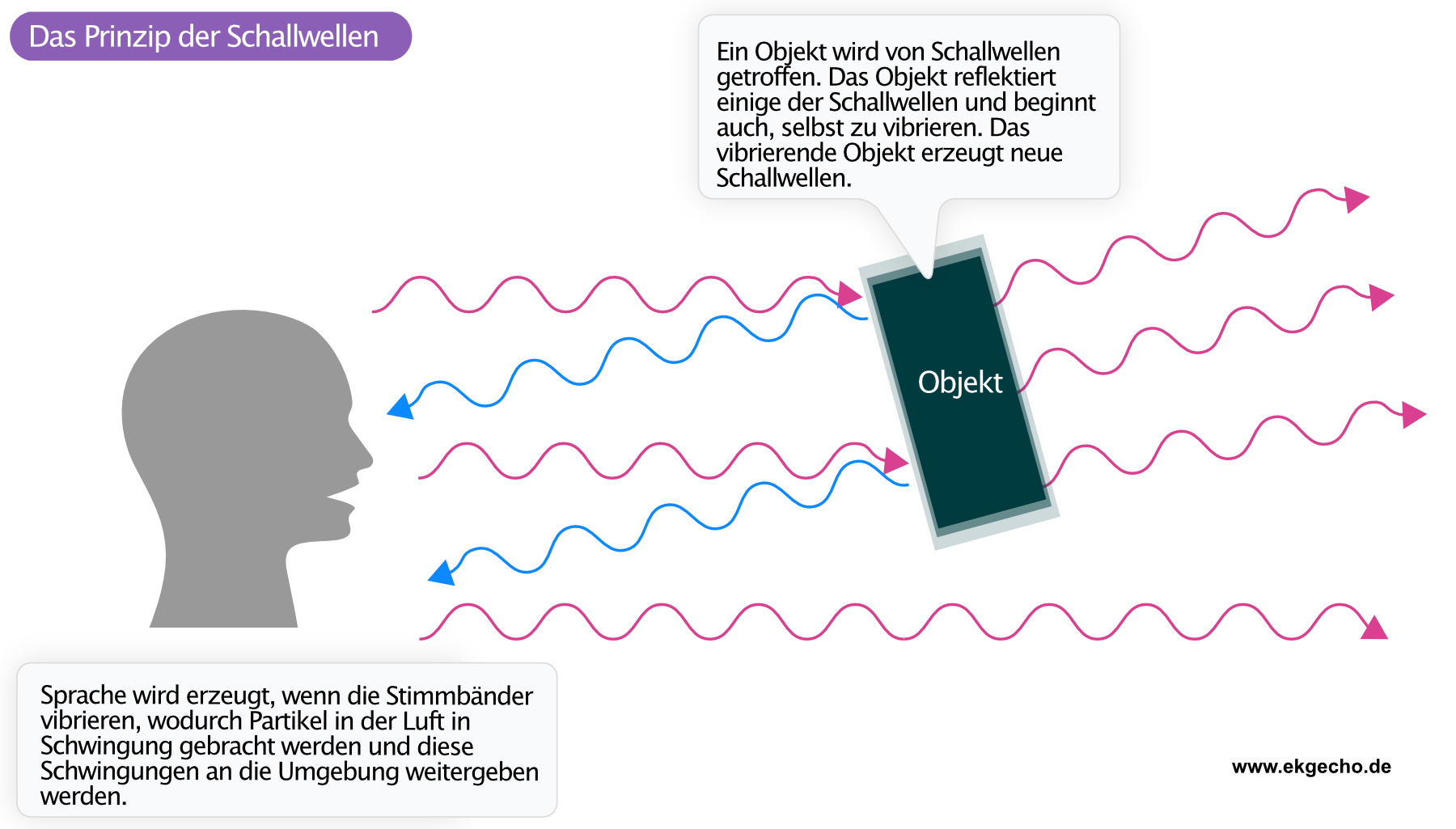 Abbildung 1. Das Prinzip, wie Schallwellen erzeugt, verbreitet und reflektiert werden: Rote Wellen stellen Schallwellen dar, die erzeugt werden, wenn die Stimmbänder vibrieren. Blaue Wellen stellen Schallwellen dar, die vom Objekt reflektiert werden.