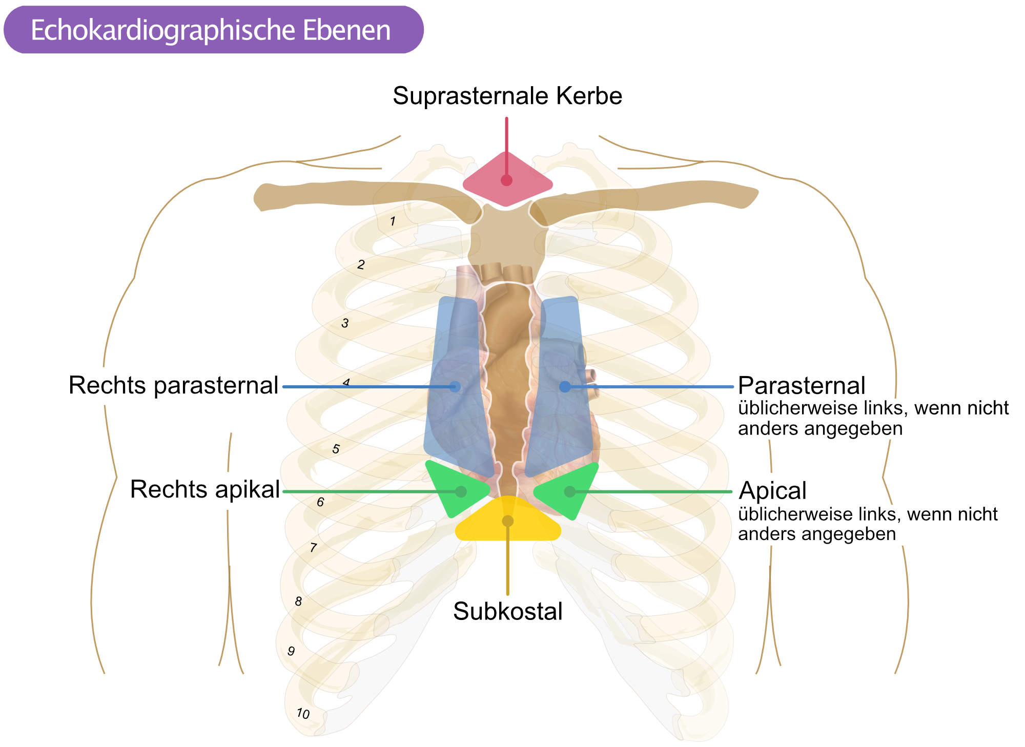 Abbildung 1. Echokardiographische Ebenen, um Bilder zu erhalten.