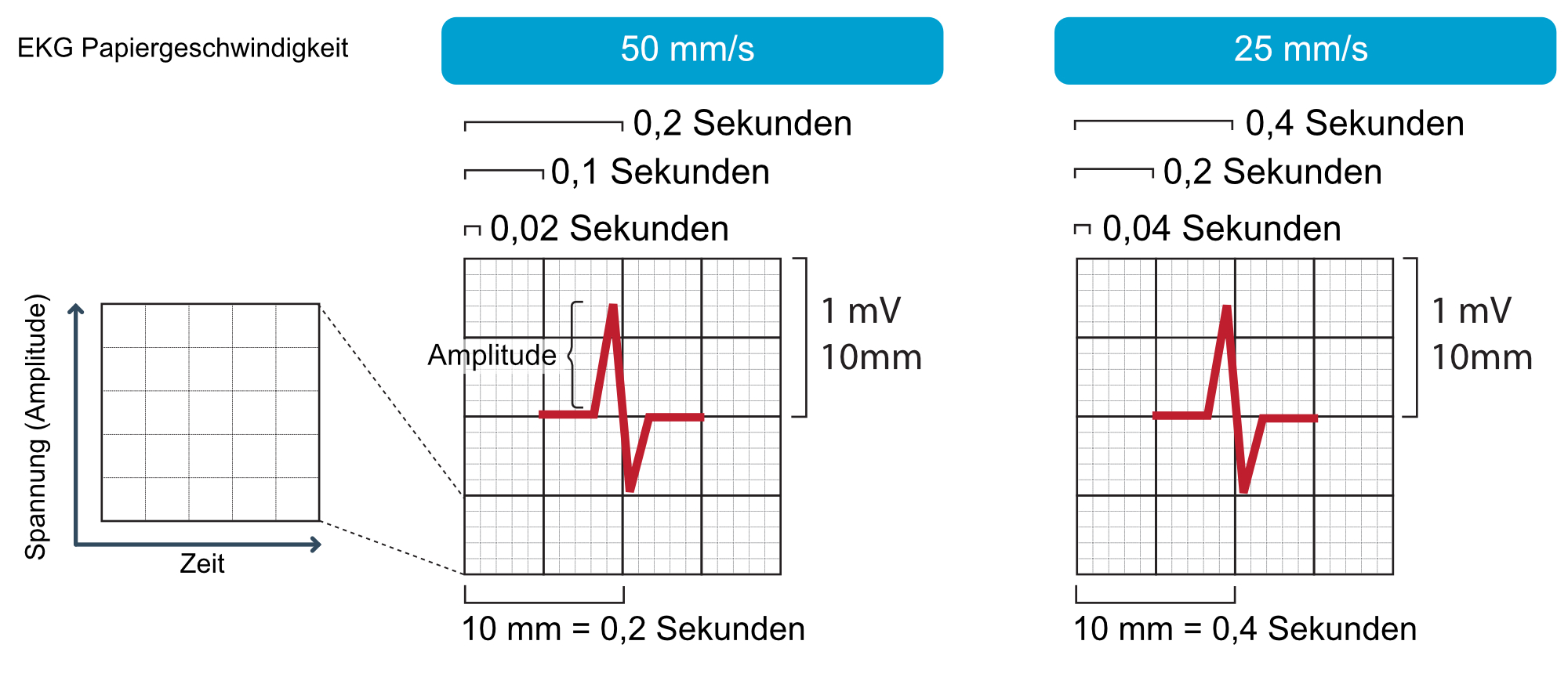 Abbildung 1. Das EKG-Raster. Die x-Achse repräsentiert die Zeit und die y-Achse repräsentiert die Amplitude der im Myokard erzeugten elektrischen Signale. Das gleiche EKG-Raster wird bei Kindern und erwachsenen Patienten angewendet.