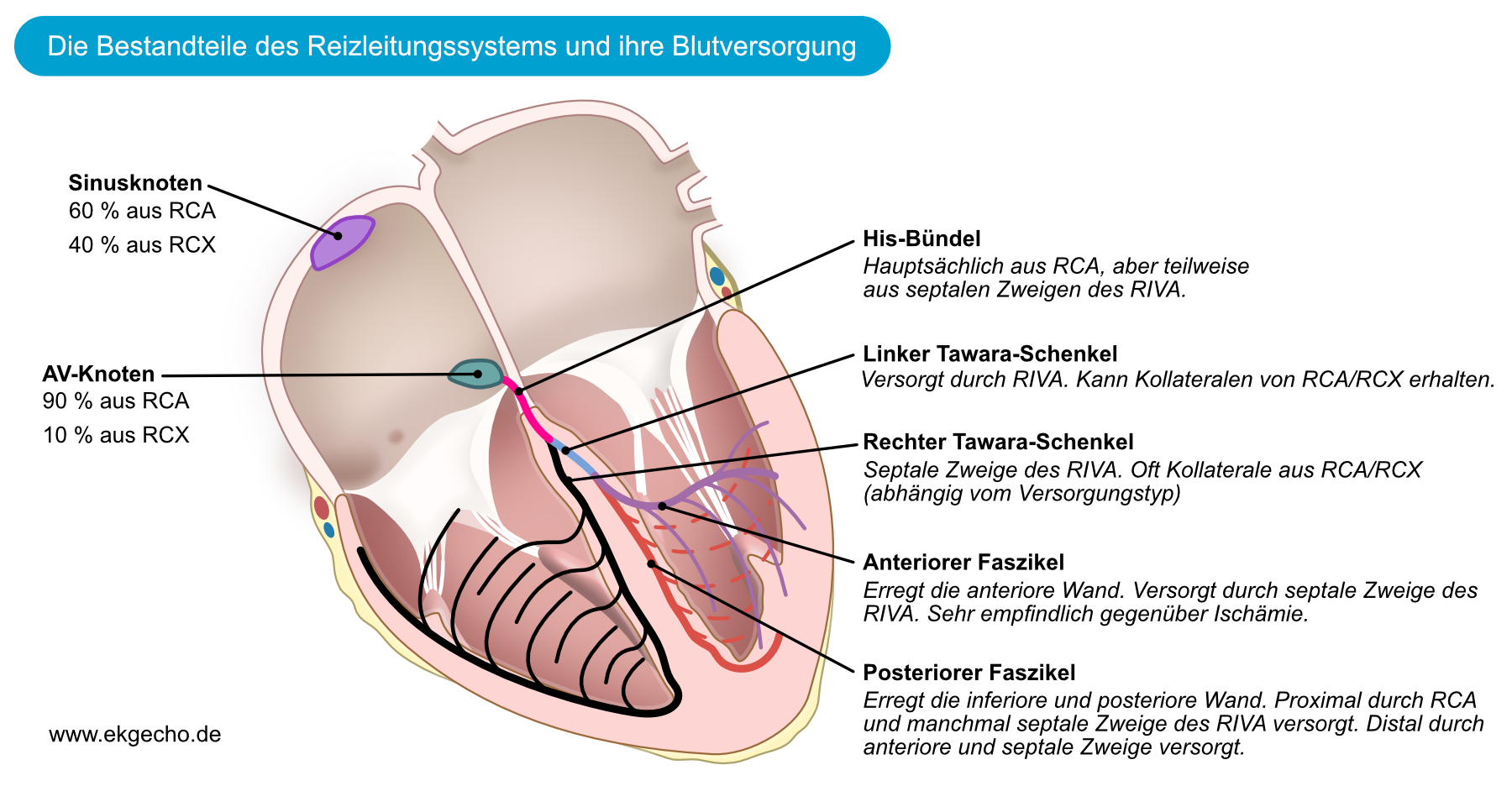 Abbildung 2. Die arterielle Versorgung des Reizleitungssystems. Wie abgebildet wird der Sinusknoten bei 60% der Personen von der rechten Koronararterie (RCA) und den restlichen Personen von der LCX (Ramus circumflexus/RCX) versorgt. Der AV-Knoten wird bei 90 % der Menschen von der rechten Koronararterie (RCA) versorgt (Rechtsversorgungstyp), während bei den verbleibenden 10% die Versorgung aus der LCX (Linksversorgungstyp) stammt.