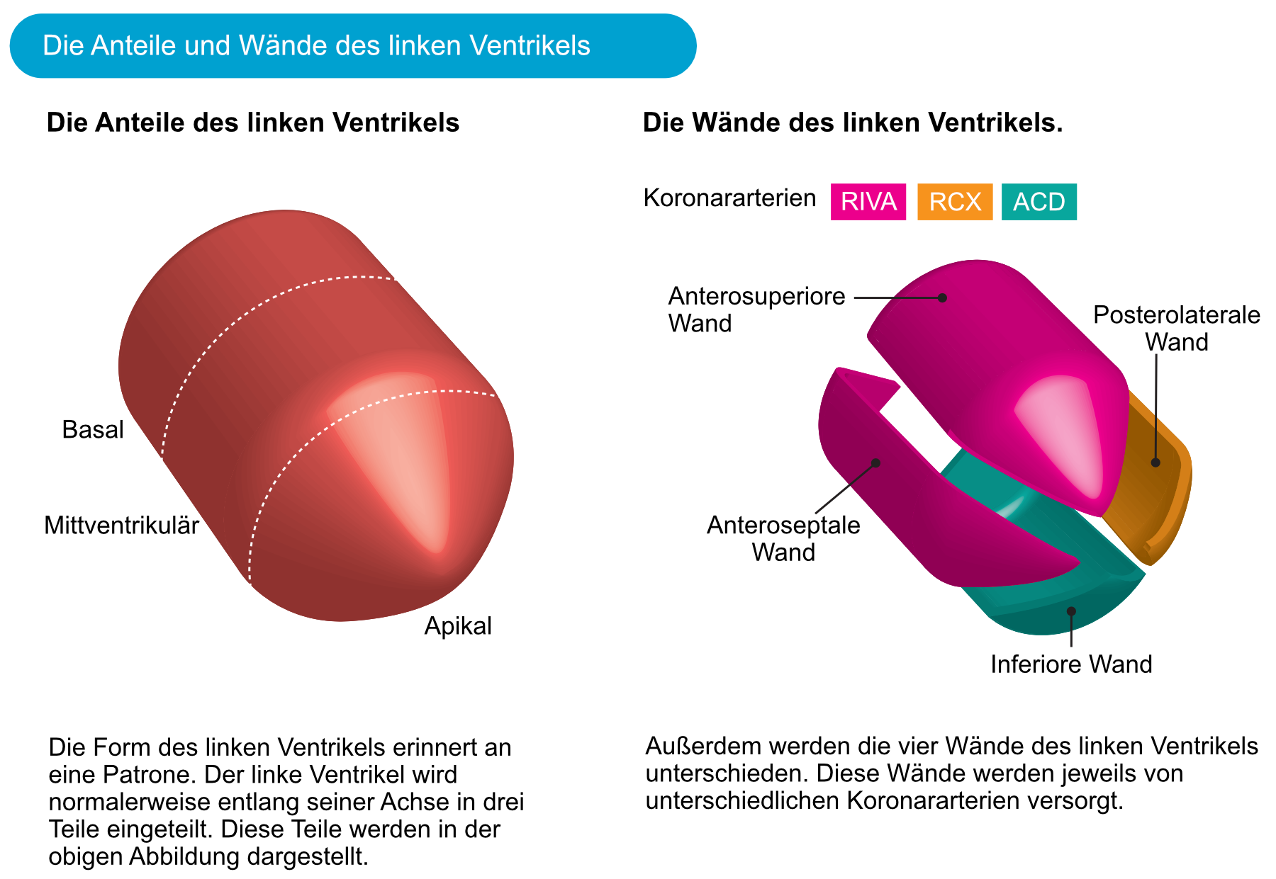 Abbildung 3. Die Wände des linken Ventrikels und die EKG-Ableitungen, die diese Wände widerspiegeln.