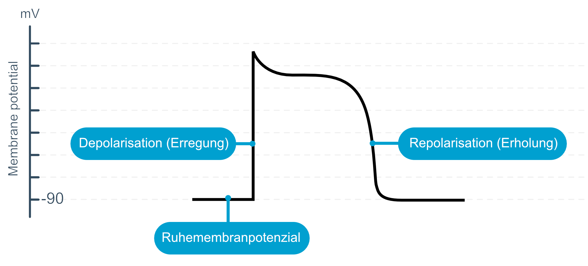 Abbildung 2. Das kardiale Aktionspotenzial in kontraktilen Zellen. Die Zelle hat ein Ruhe-Membranpotenzial von -90 mV. Die Erregung der Zelle führt zur Depolarisation des Membranpotenzials.