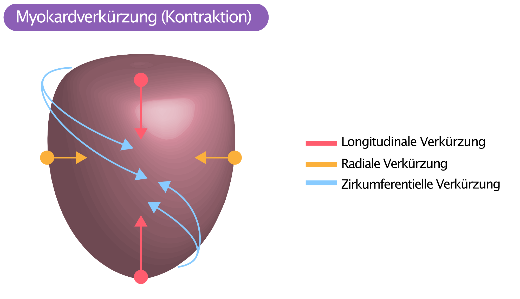 Abbildung 3. Die Myokardkontraktion (Verkürzung) erfolgt in drei Richtungen: in Longitudinal, radial und zirkumferentiell.