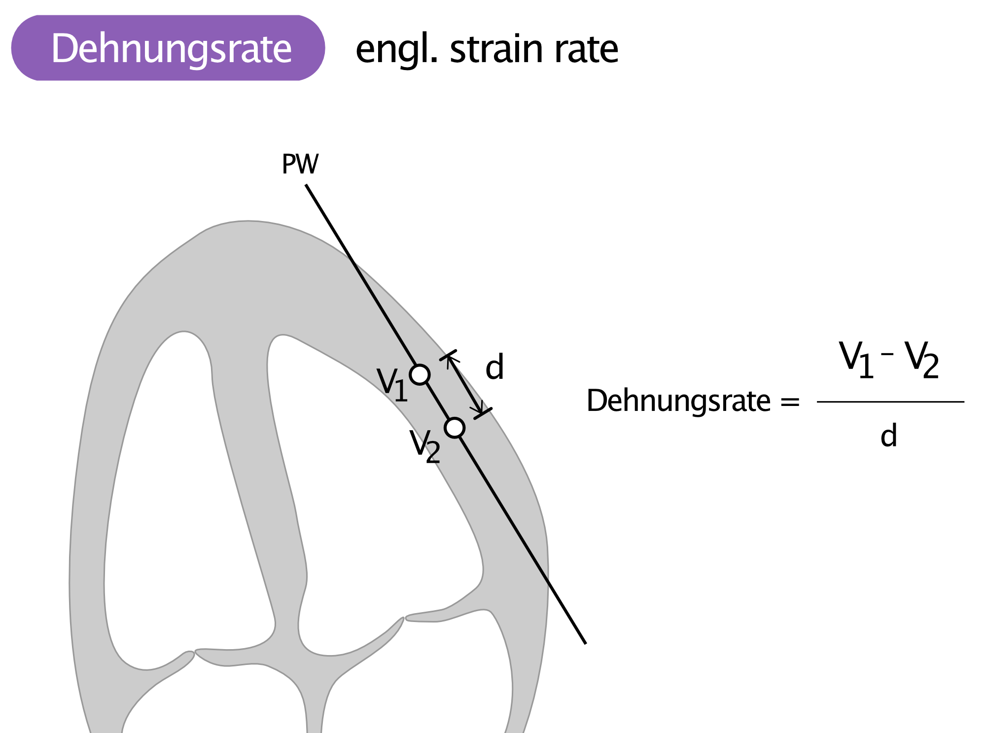 Abbildung 4. Dehnungsrate. Die Geschwindigkeit wird in zwei Punkten entlang des Ultraschallstrahls (V1, V2) gemessen. Die Dehungsrate wird berechnet, indem die Geschwindigkeitsdifferenz (V1-V2) durch den Abstand (d) zwischen den Messpunkten geteilt wird.
