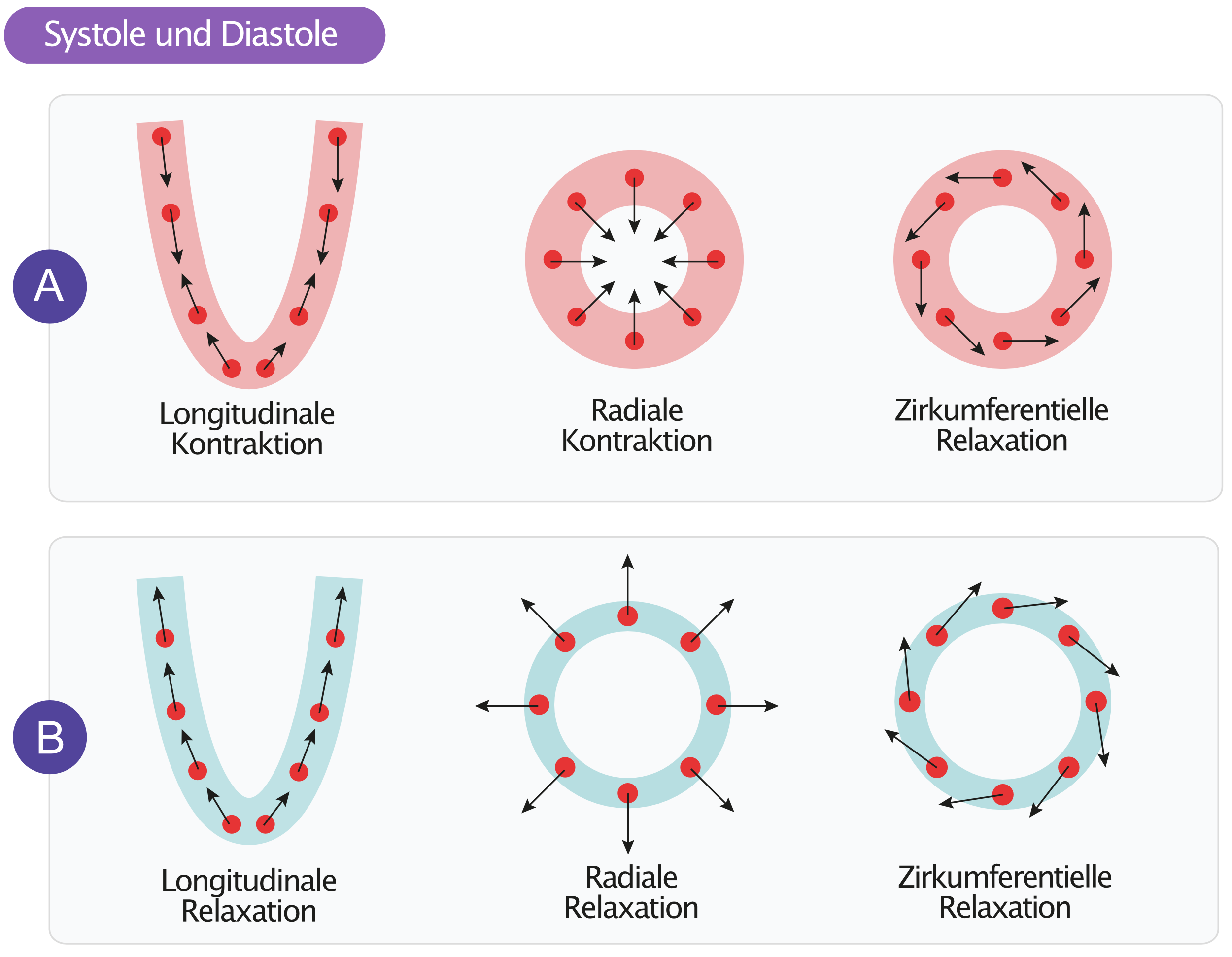 Abbildung 1. Myokardbewegungen während (A) Systole und (B) Diastole.