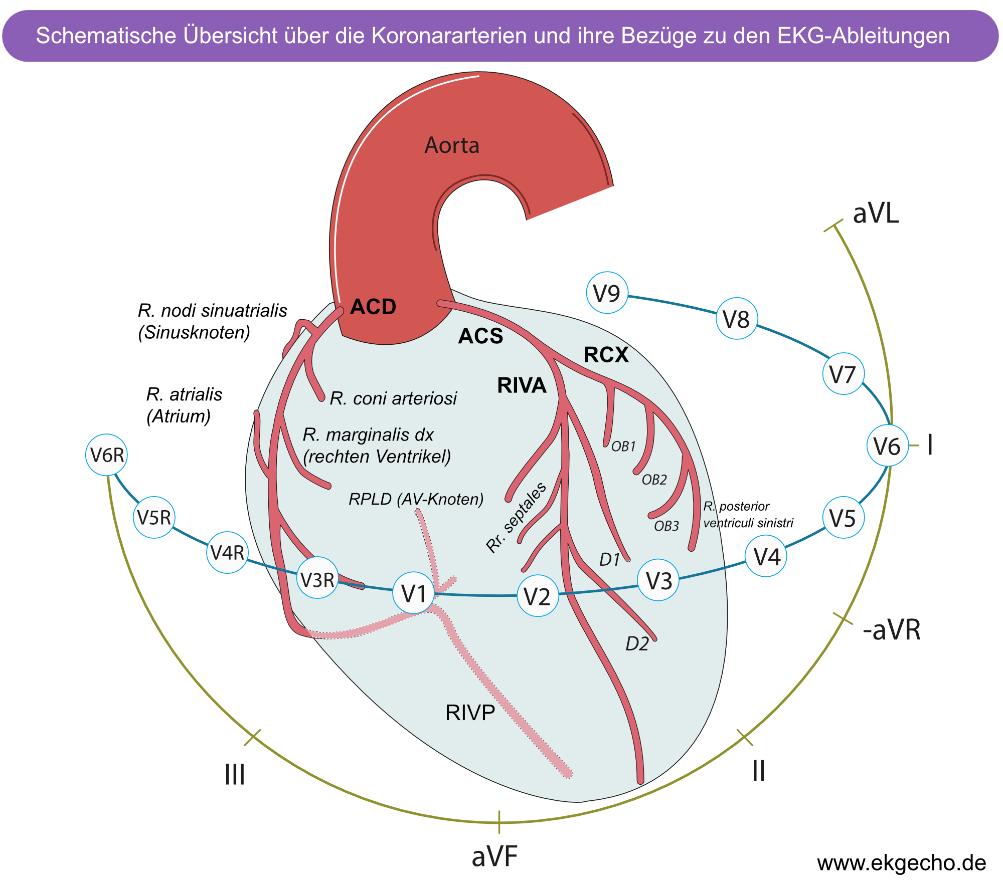 Abbildung 2. Lokalisierung von Koronararterien, Myokard und EKG Ableitungen.
