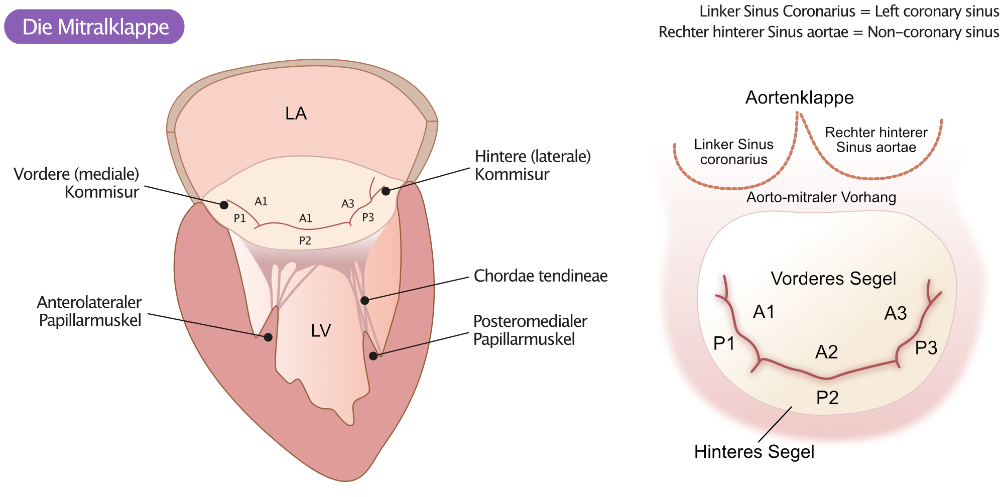 Abbildung 1. Anatomie der Mitralklappe