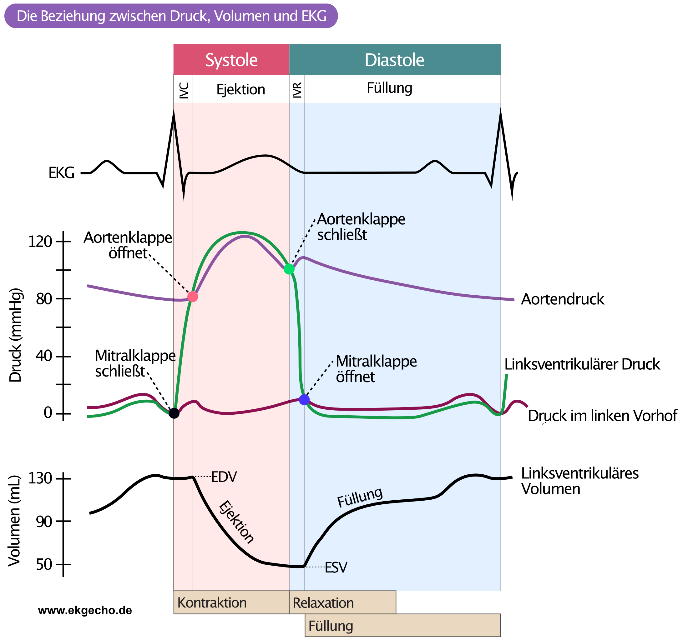 Abbildung 2. Linksventrikuläre Druck-Volumen-Beziehung und EKG-Wellen während der Systole und Diastole.