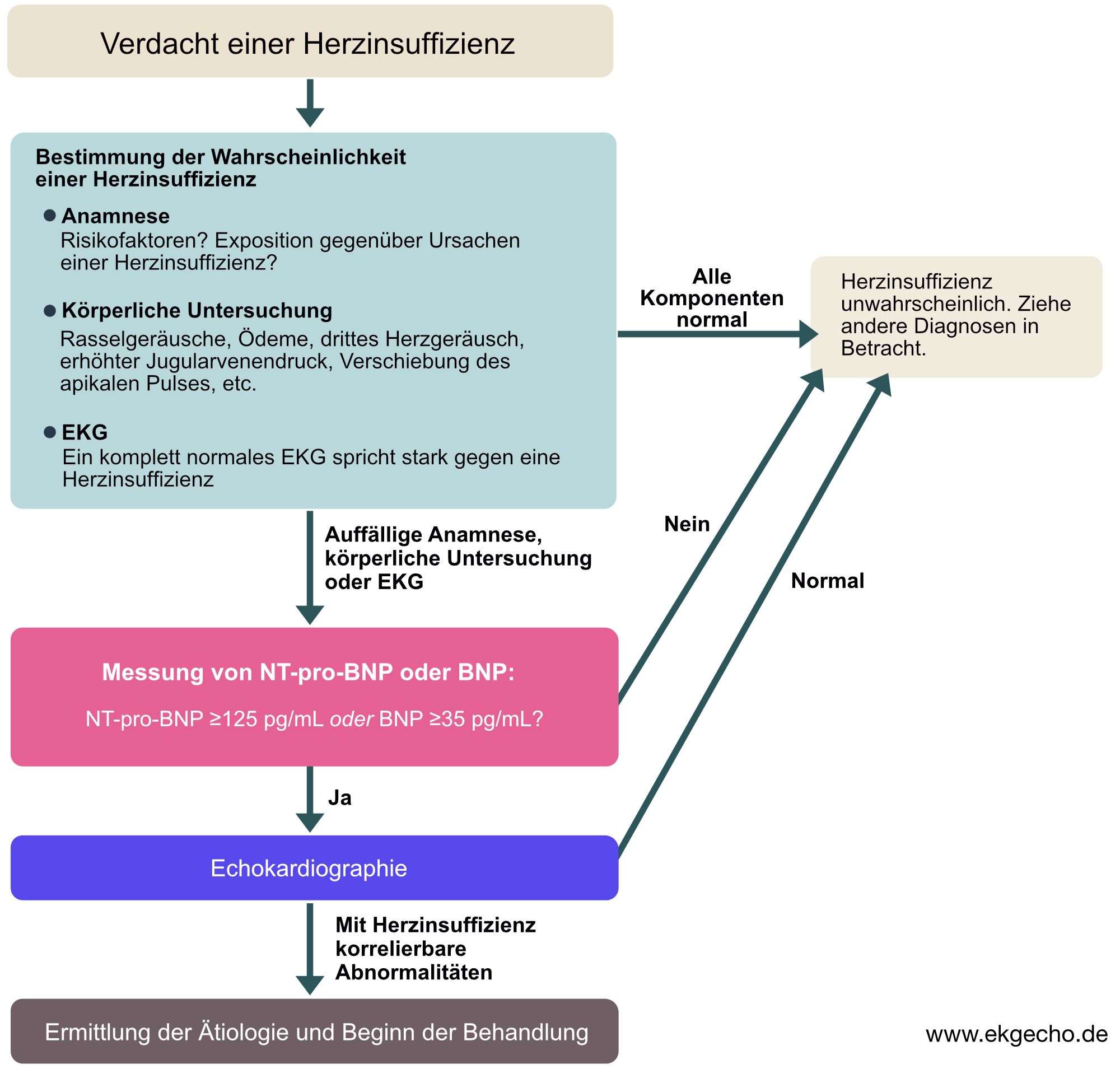 Abbildung 2. Algorithmus zur Untersuchung einer Herzinsuffizienz nach der European Society for Cardiology (ESC).