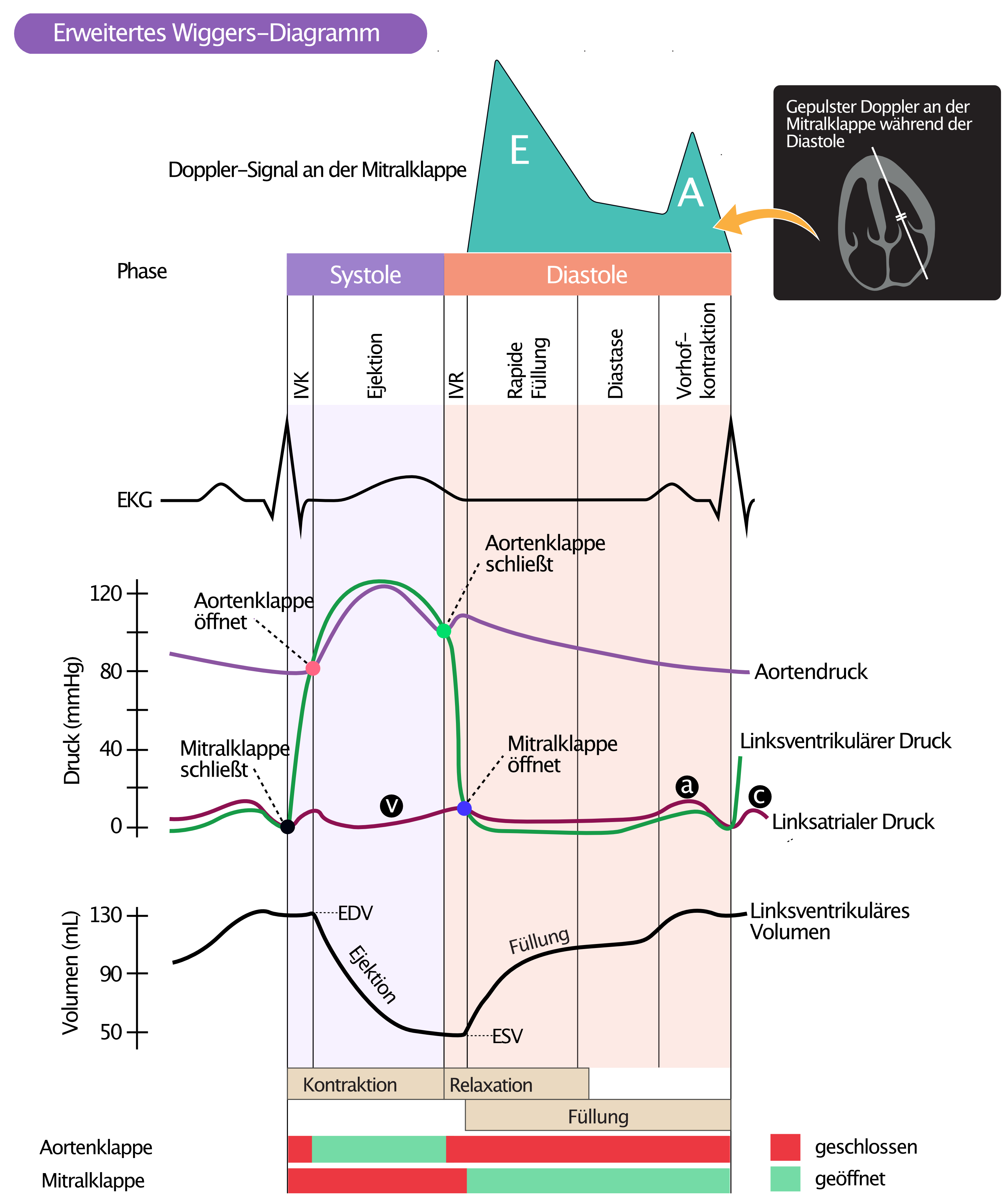 Abbildung 2. Wiggers-Diagramm mit Druck, Volumen, Doppler-Signal, EKG- und AV-Ventilen während des Herzzyklus. Doppler-Aufzeichnung des Mitralklappenflusses während der Diastole. (a) = aktive Vorhoffüllung; (b) = erhöhter Vorhofdruck aufgrund der Ausbeulung der Mitralklappe in den linker Vorhof, wenn die Klappe schließt; (c) = passive Vorhoffüllung. IVC = Isovolumetrische Kontraktion, IVR = Isovolumetrische Relaxation, EDV = Enddiastolisches Volumen, ESV = Endsystolisches Volumen.
