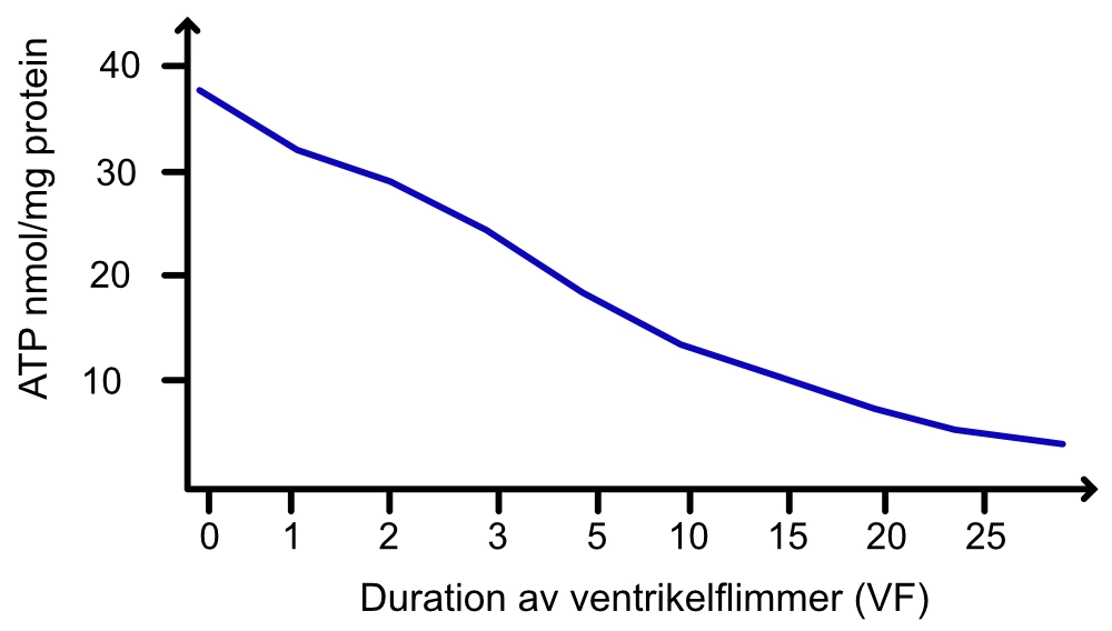 Liniendiagramm der myokardialen ATP-Konzentration in nmol/mg Protein, die mit zunehmender Dauer des Kammerflimmerns stetig abnimmt.