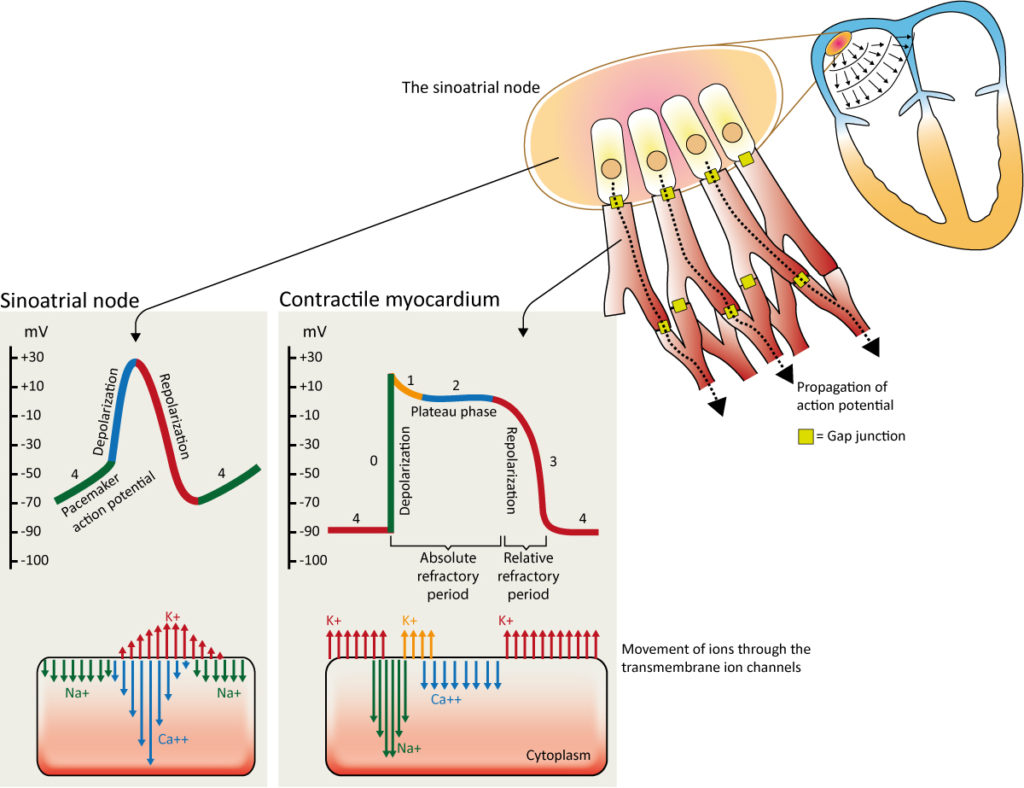 Figure 7. The action potential in the sinoatrial node and in contractile myocardial cells. Phase 4 of the action potential in the sinoatrial node is called 'pacemaker potential', because it is responsible for the spontaneous repetitive depolarization.