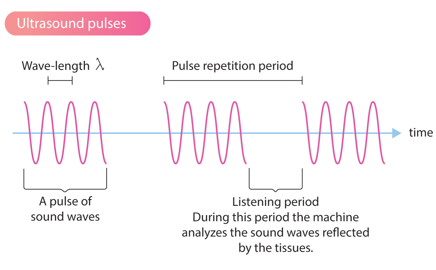 Technische Aspekte des Ultraschallbildes EKG & ECHO
