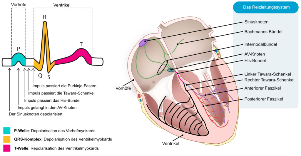 Wo Liegt Der Sinusknoten Klinische Elektrokardiographie und EKG-Interpretation – EKG & ECHO